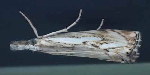 Réf. 234 627 : Catoptria falsella